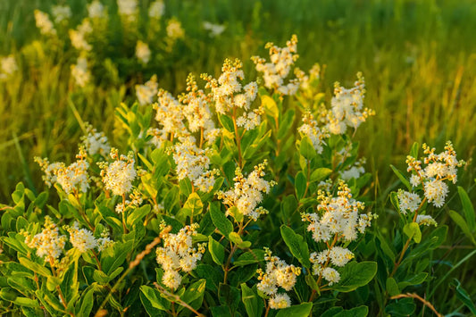Reine-des-prés : bienfaits, propriétés et préparation