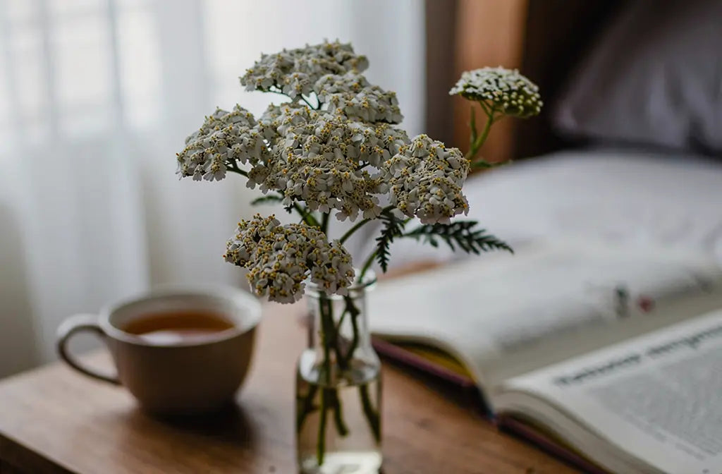 Phytothérapie ménopause : traitement naturels par les plantes